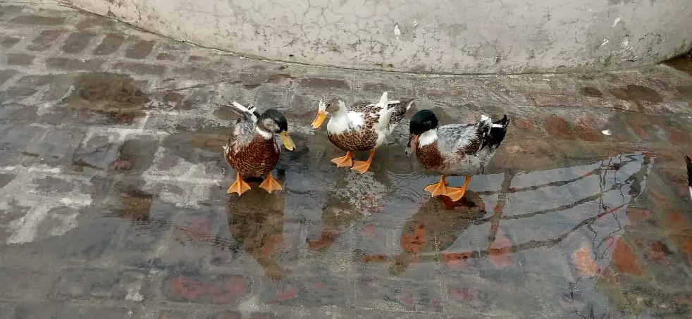 9 Healthy Ducks for Sale | 6 Months Old | Healthy And Active — photo 3