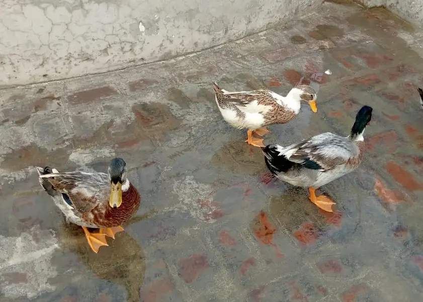 9 Healthy Ducks for Sale | 6 Months Old | Healthy And Active — photo 4