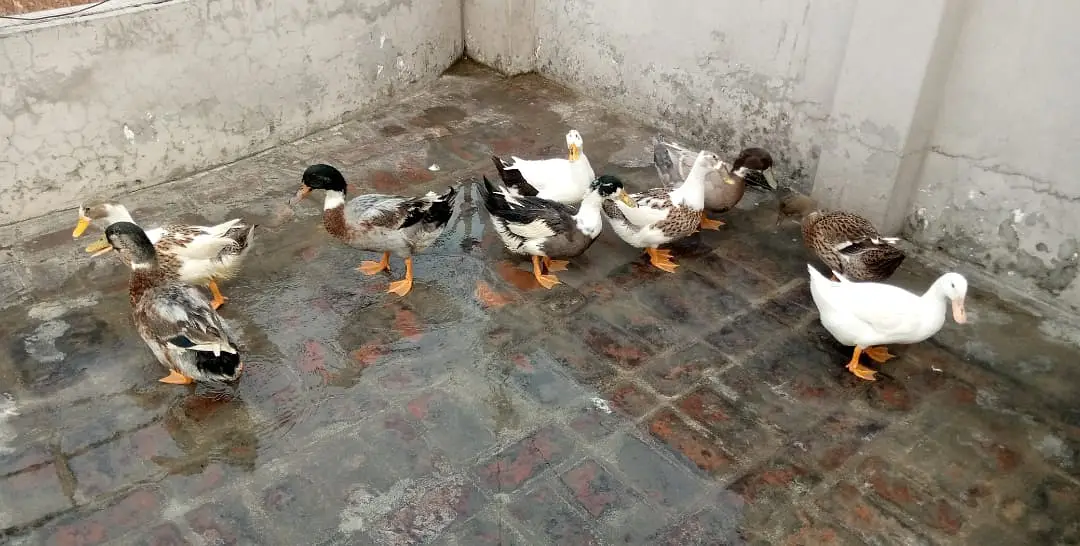9 Healthy Ducks for Sale | 6 Months Old | Healthy And Active — photo 5