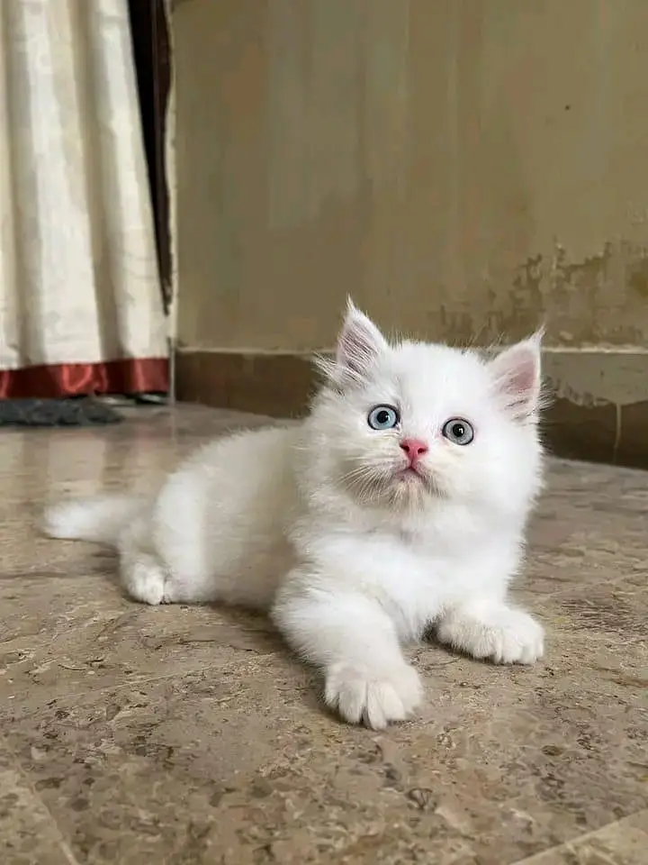 Quality Persian Kittens 3 Coated \/\/atsp 03 | 40 | 482 | 6941:-$ :-$ — photo 3