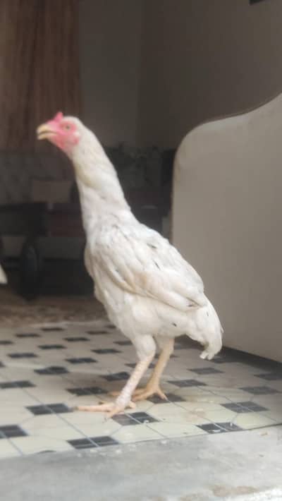 Big size Shamo murghi