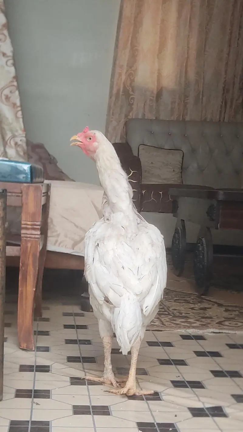 Big size Shamo murghi — photo 2
