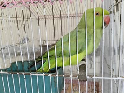 Breeder Female 4.5year