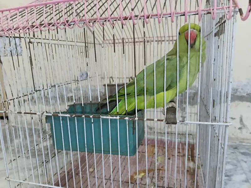 Breeder Female semi tame — photo 3