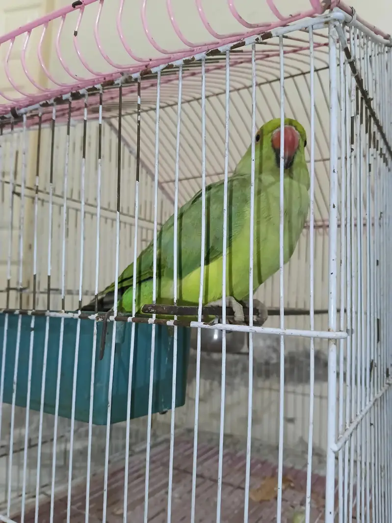 Breeder Female semi tame — photo 4