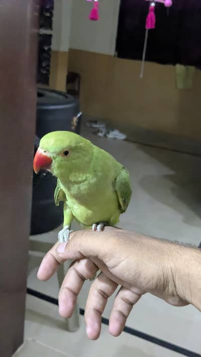 Ringneck Male