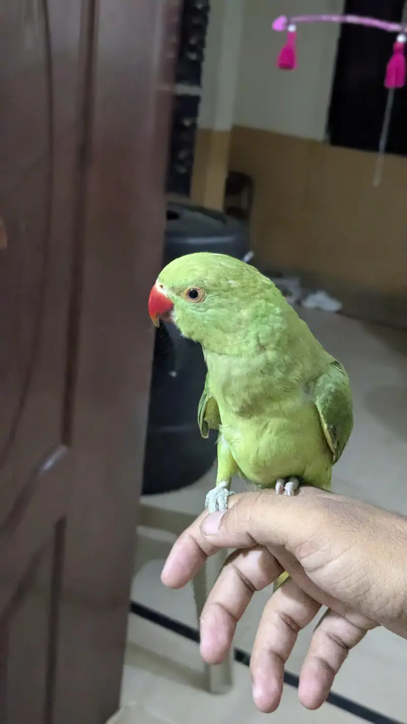 Ringneck Male — photo 2