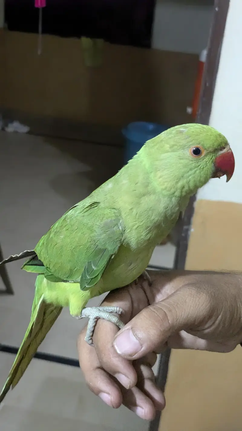 Ringneck Male — photo 3