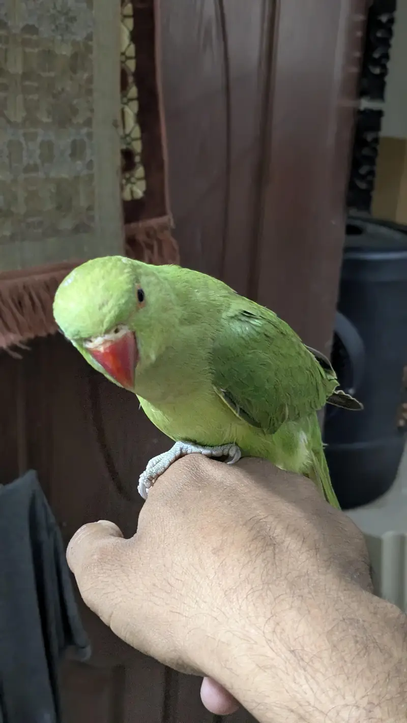 Ringneck Male — photo 4