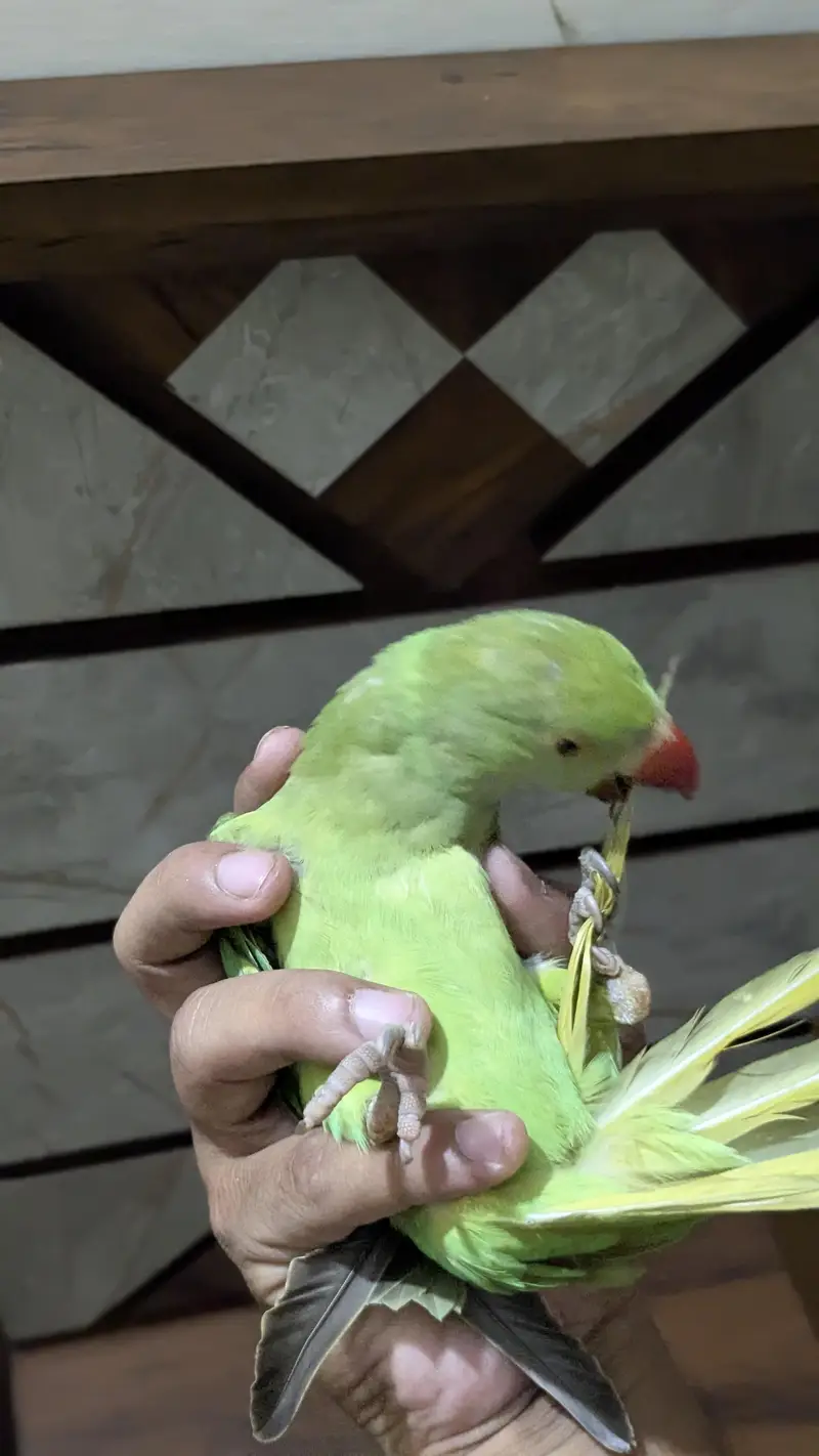 Ringneck Male — photo 5