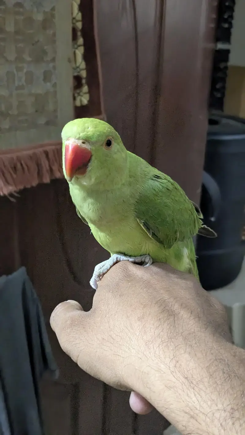 Ringneck Male — photo 6