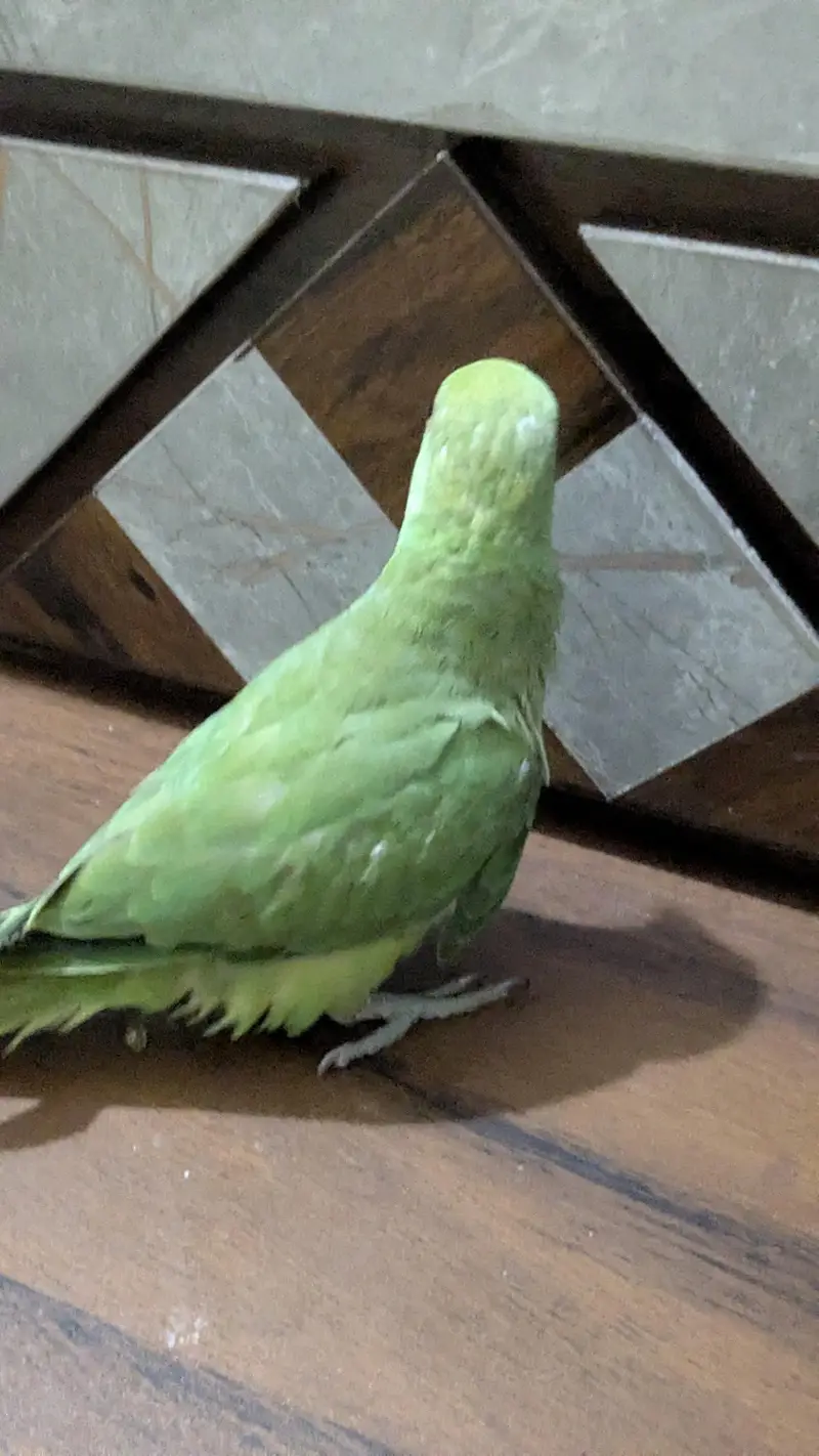 Ringneck Male — photo 7