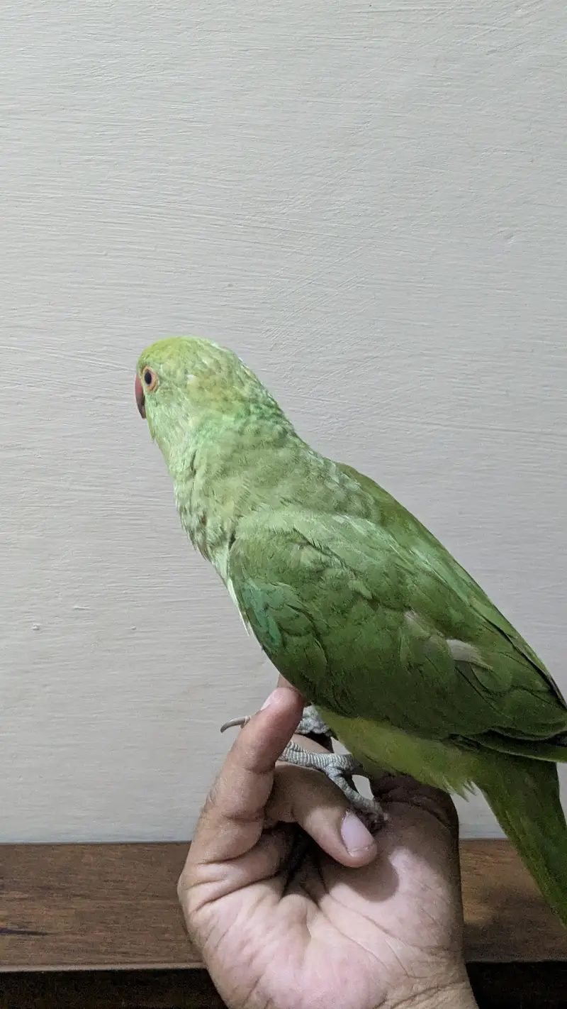 Ringneck Male — photo 8