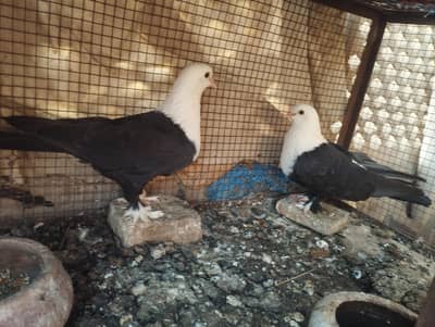 karbalai pair