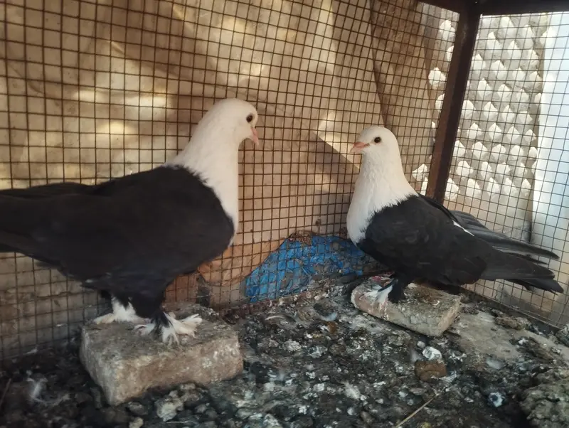 karbalai pair — photo 2
