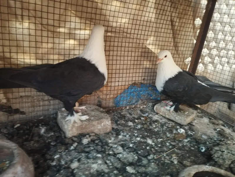 karbalai pair — photo 3