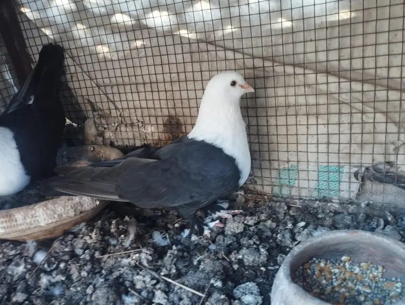 karbalai pair — photo 4