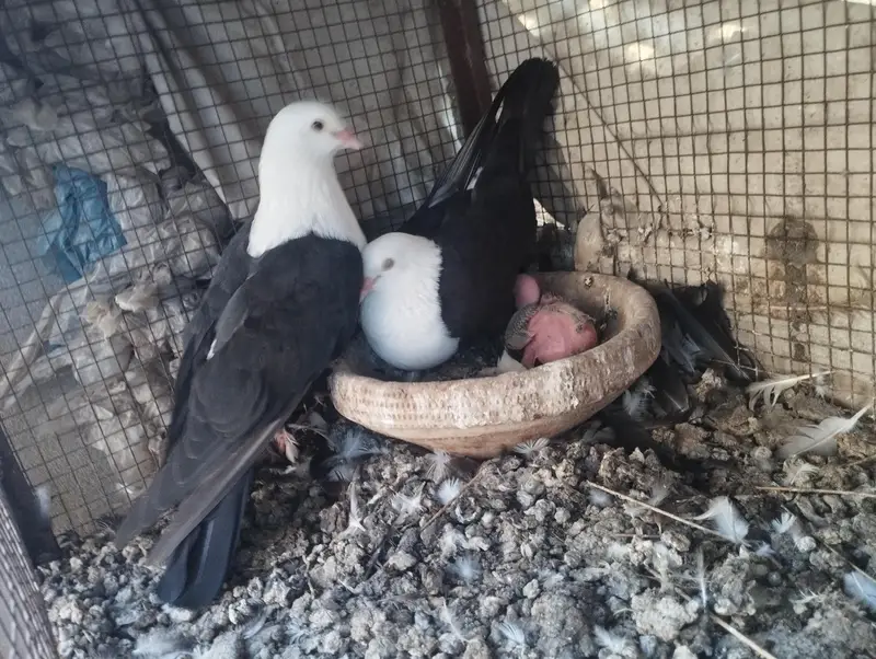 karbalai pair — photo 5