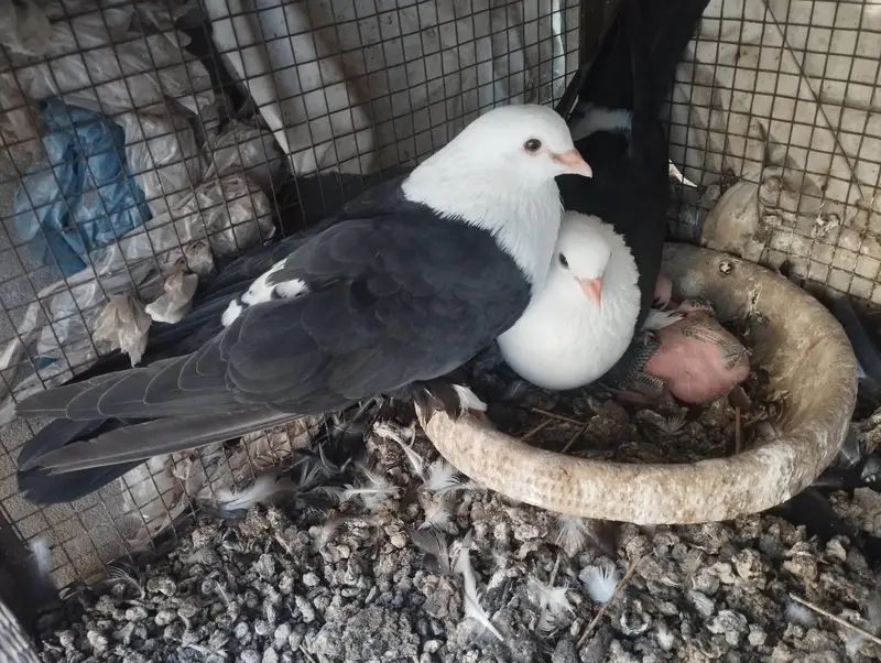 karbalai pair — photo 8