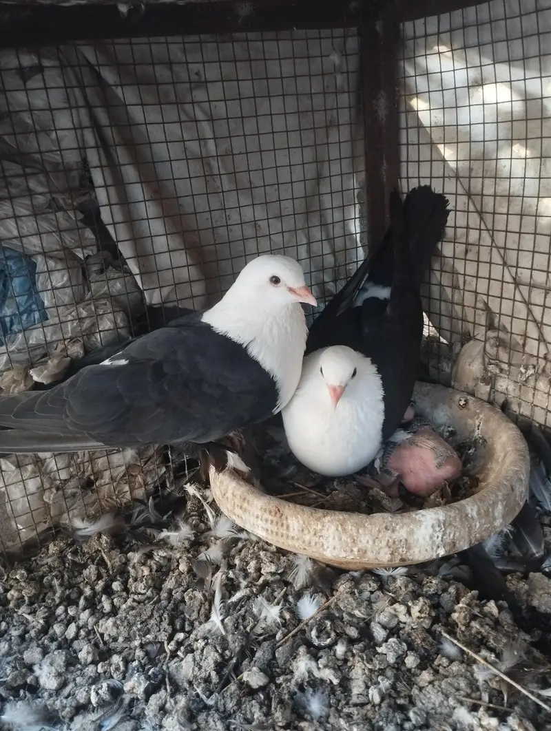karbalai pair — photo 9