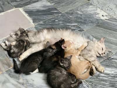 persian cat for sale