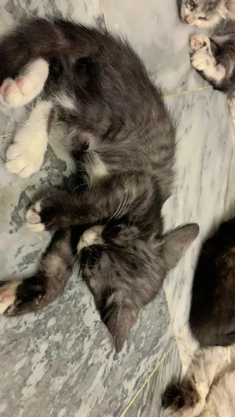 persian cat for sale — photo 3
