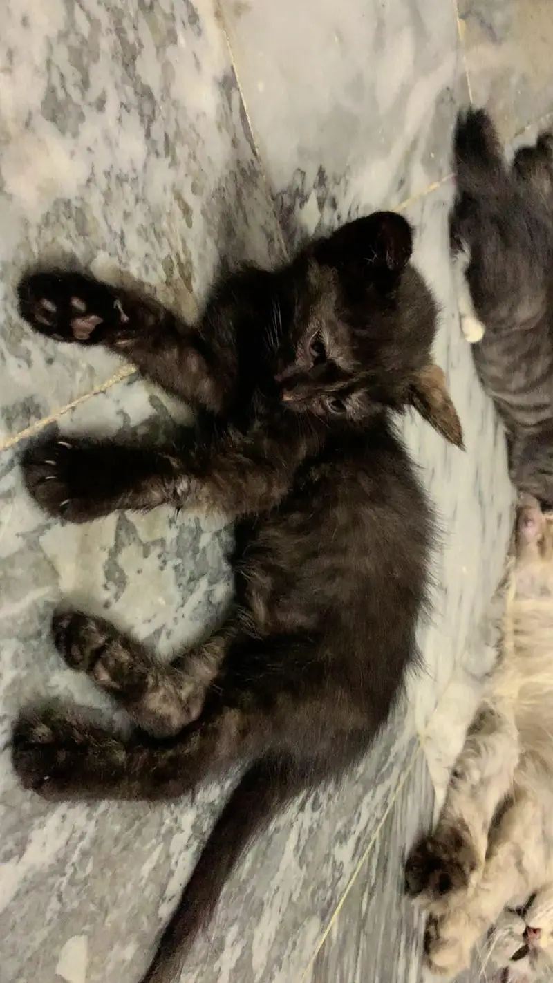 persian cat for sale — photo 4