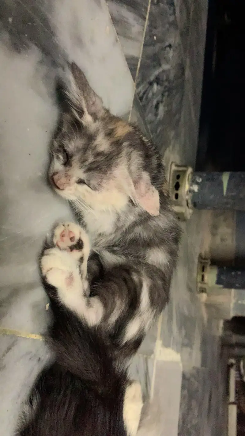persian cat for sale — photo 5