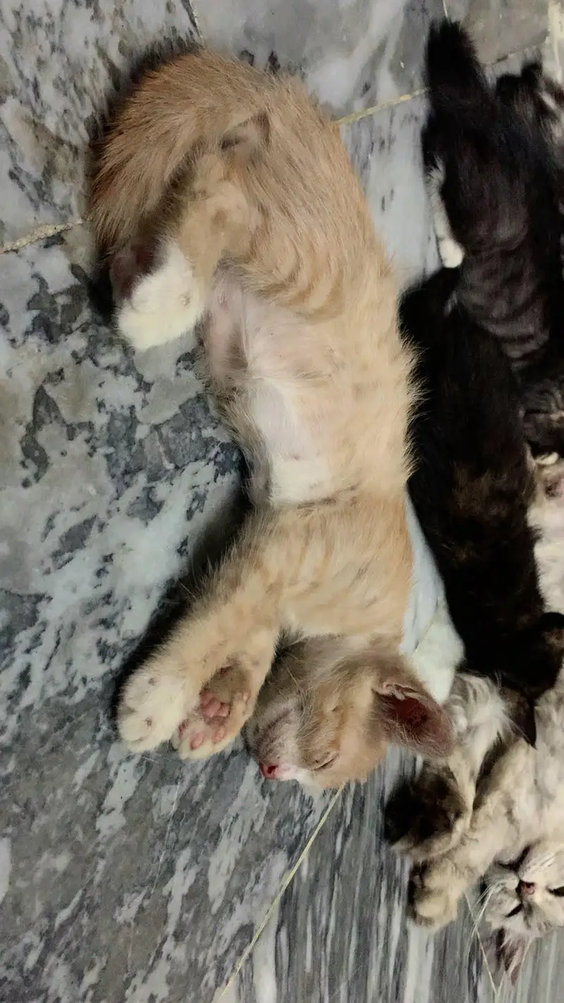 persian cat for sale — photo 6