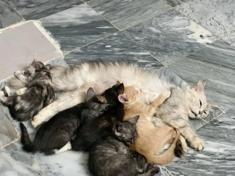 persian cat for sale — photo 7