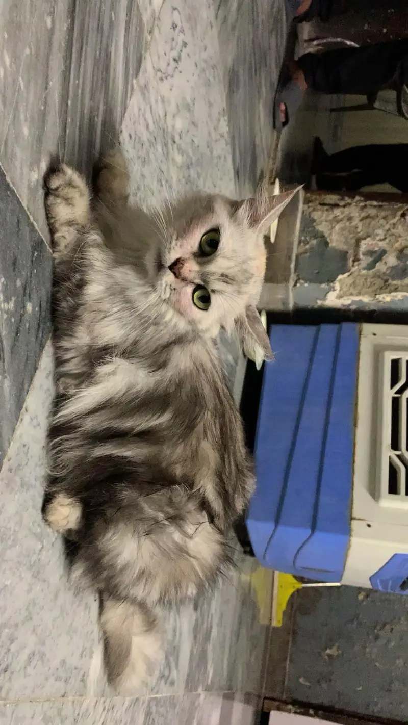 persian cat for sale — photo 9