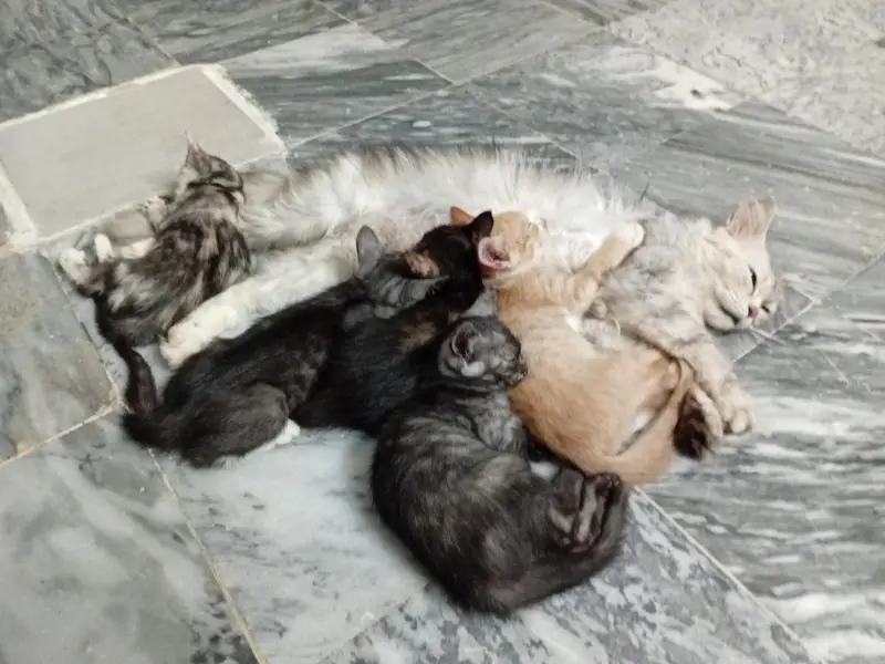persian cat for sale — photo 10