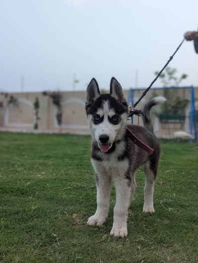100% Pure Siberian Husky