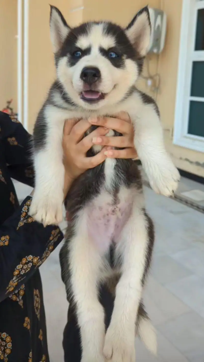 100% Pure Siberian Husky — photo 2