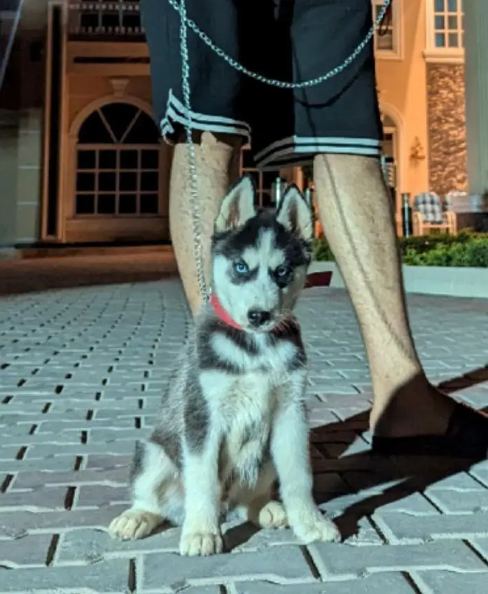 100% Pure Siberian Husky — photo 3