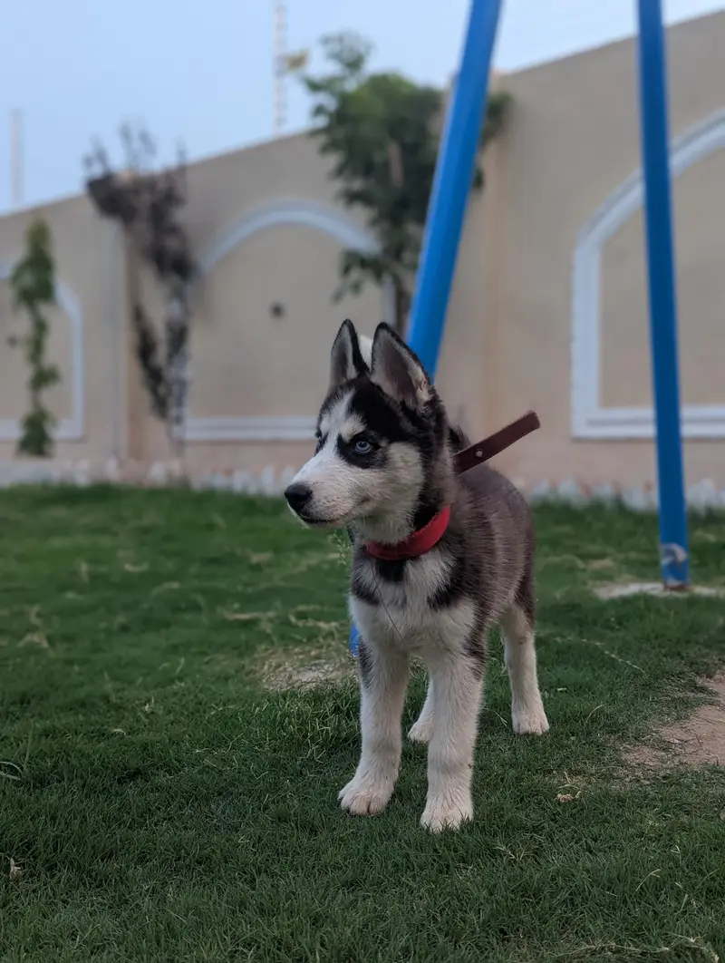 100% Pure Siberian Husky — photo 4