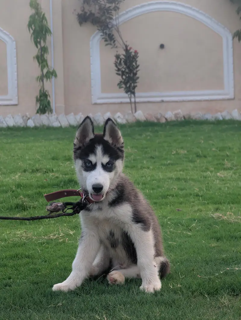 100% Pure Siberian Husky — photo 5