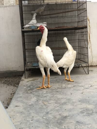BEST QUALITY GERMAN KING O SHAMO PAIR