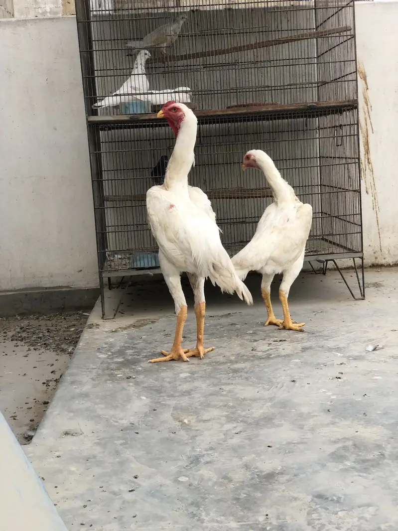 BEST QUALITY GERMAN KING O SHAMO PAIR — photo 11