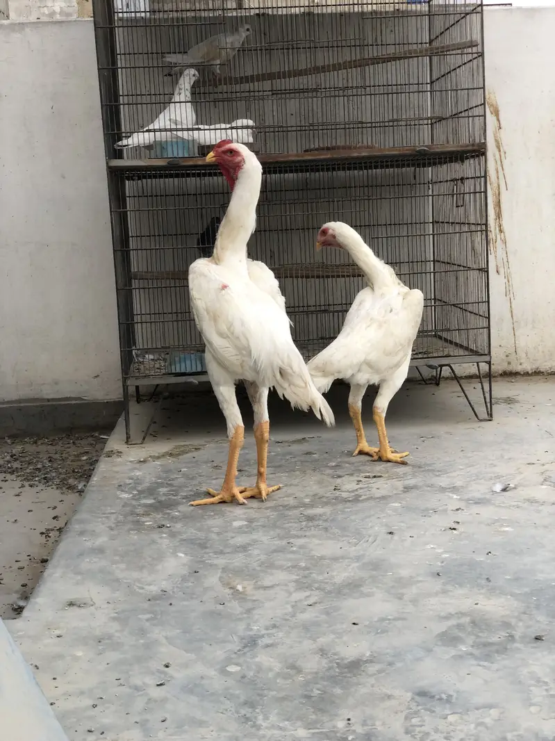 BEST QUALITY GERMAN KING O SHAMO PAIR — photo 12