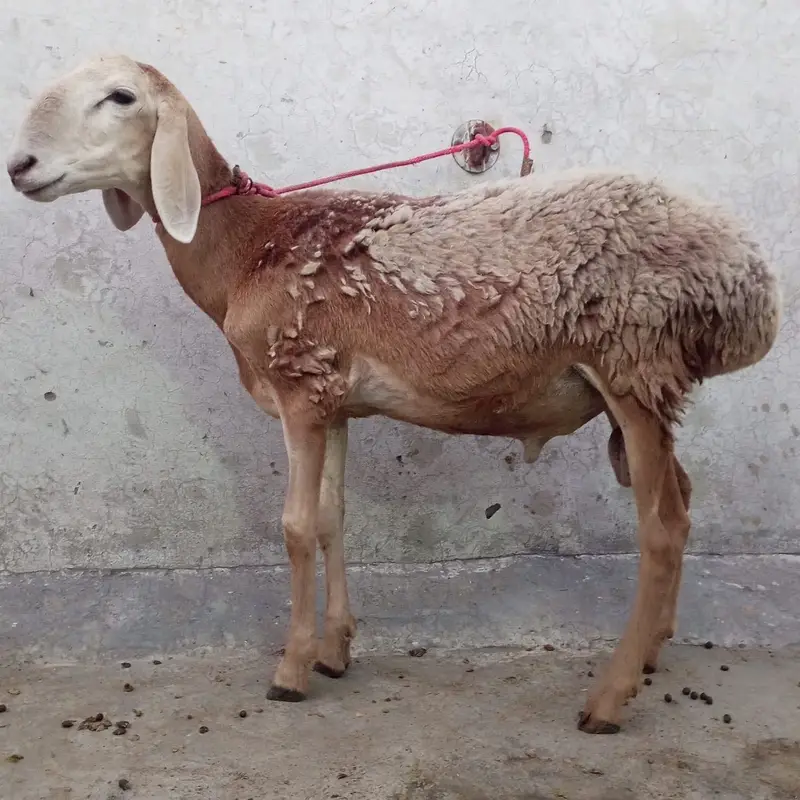 Turkey dumba for sale — photo 2