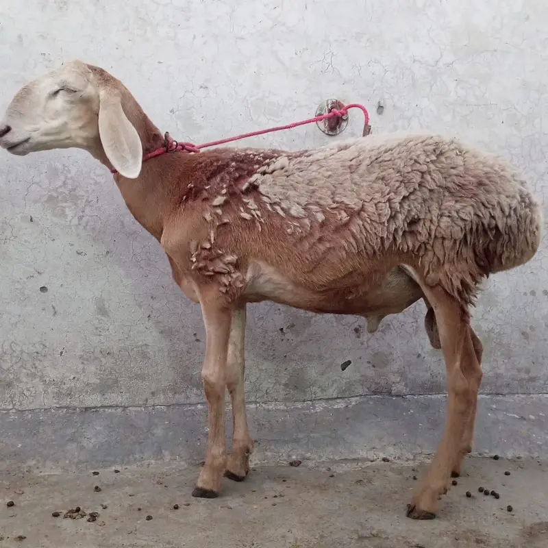 Turkey dumba for sale — photo 3