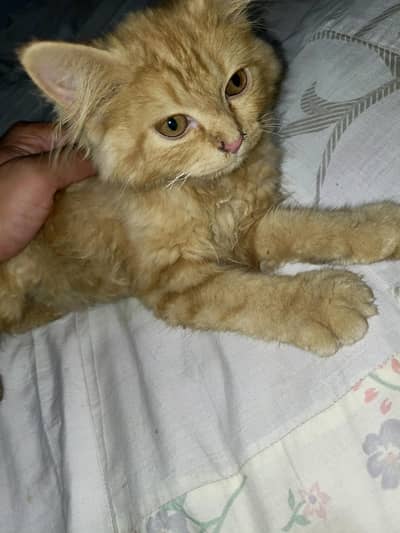 Ginger Persians