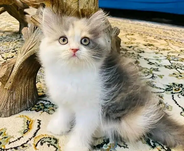 Quality Persian Kittens 3 Coated \/\/atsp 03 | 40 | 482 | 6941:-$ :-$ — photo 2