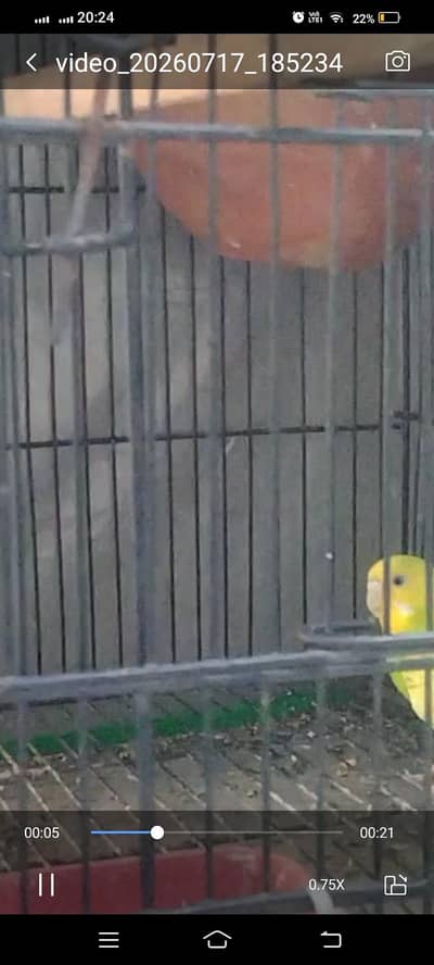 Australian breader pair with cage