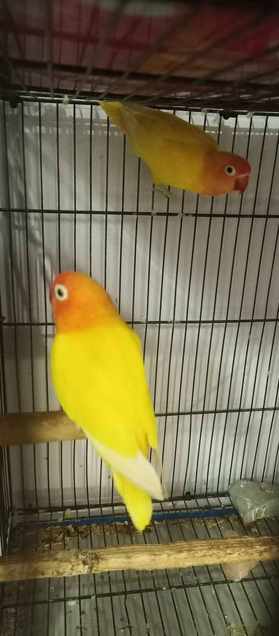 Lovebirds Lutino Personata already breeded pair for Sale
