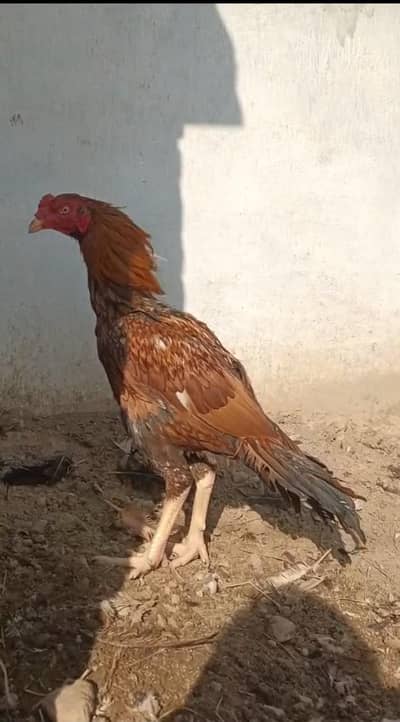 Aseel Chicks