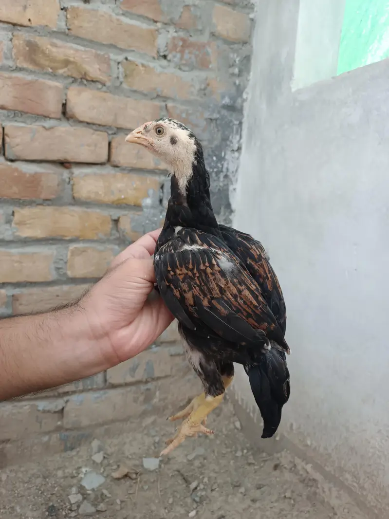 Aseel Chicks — photo 2