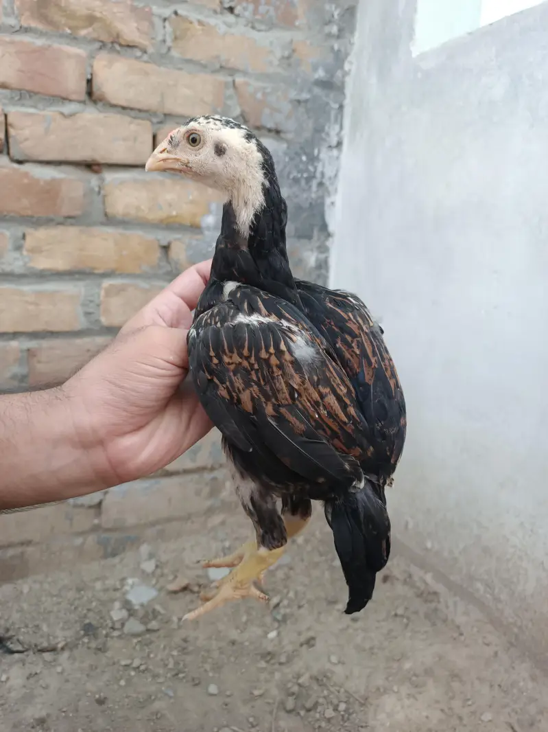 Aseel Chicks — photo 3