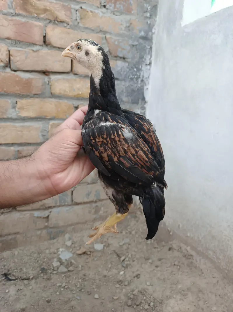 Aseel Chicks — photo 4